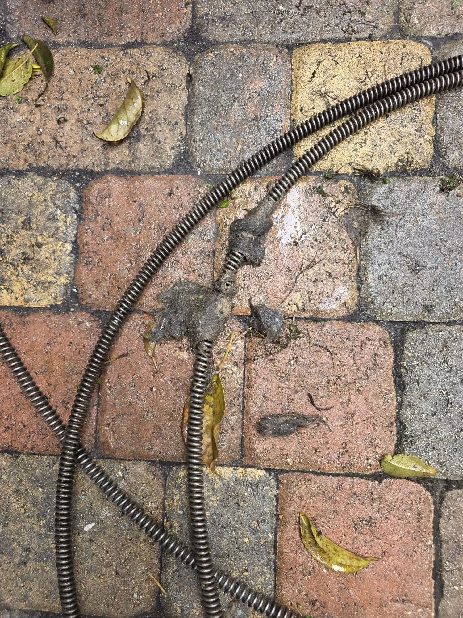 Drain cable lying on wet brick pavers with clumps of matted debris caught on it and a few leaves beside it